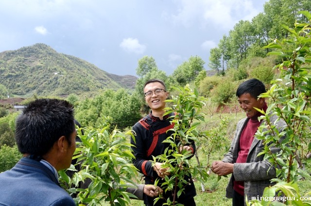李凯与三河村民一起在冬桃园里一起劳动。 (1).jpg