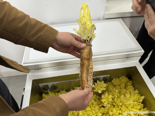 宁波卫生职业技术学院“水手食舱”项目收获的新鲜金玉兰菜 学校供图.png